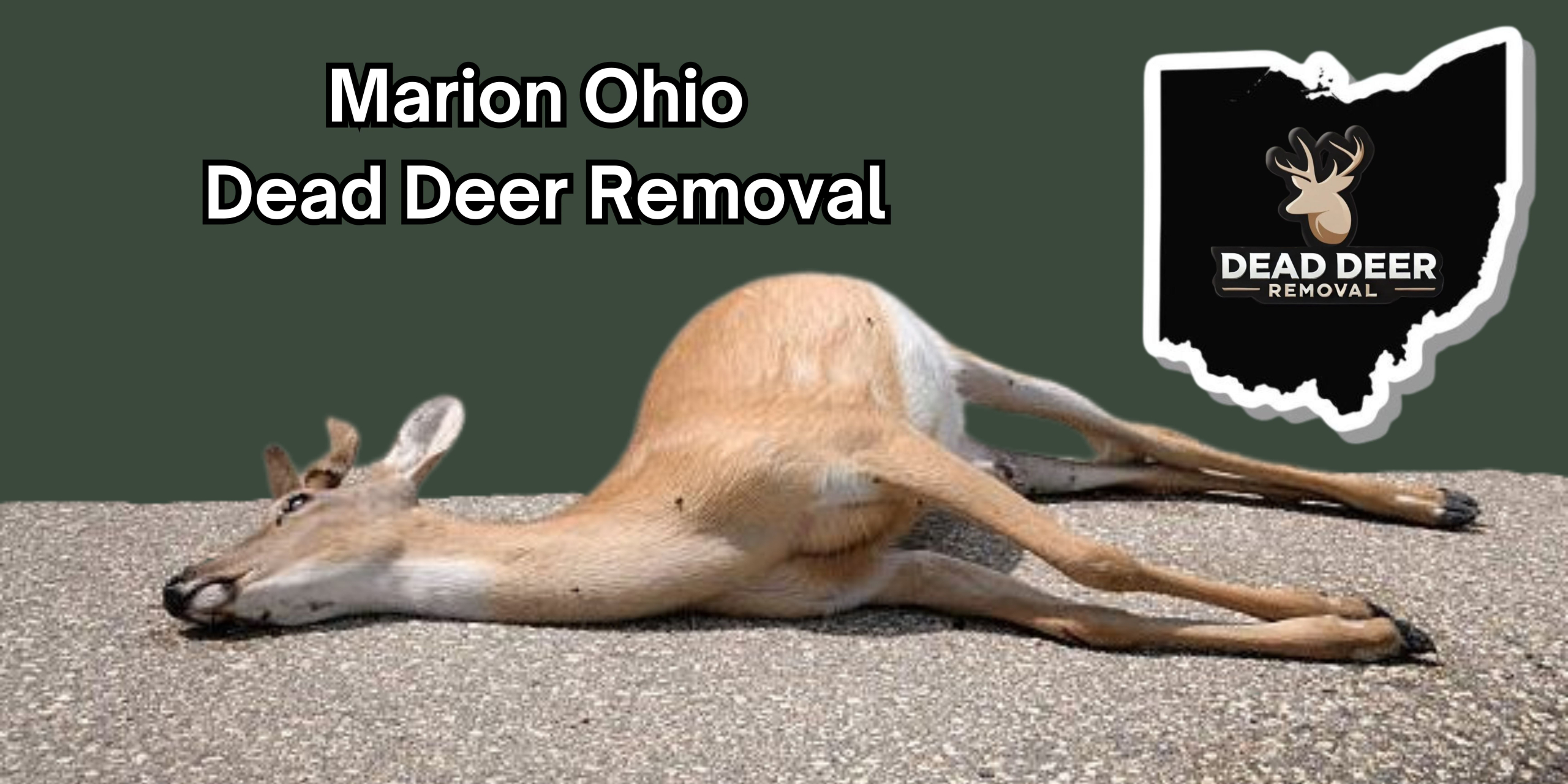 Marion Ohio dead deer removal An image of a dead deer on the ground in Marion ohio with a logo of dead deer removal