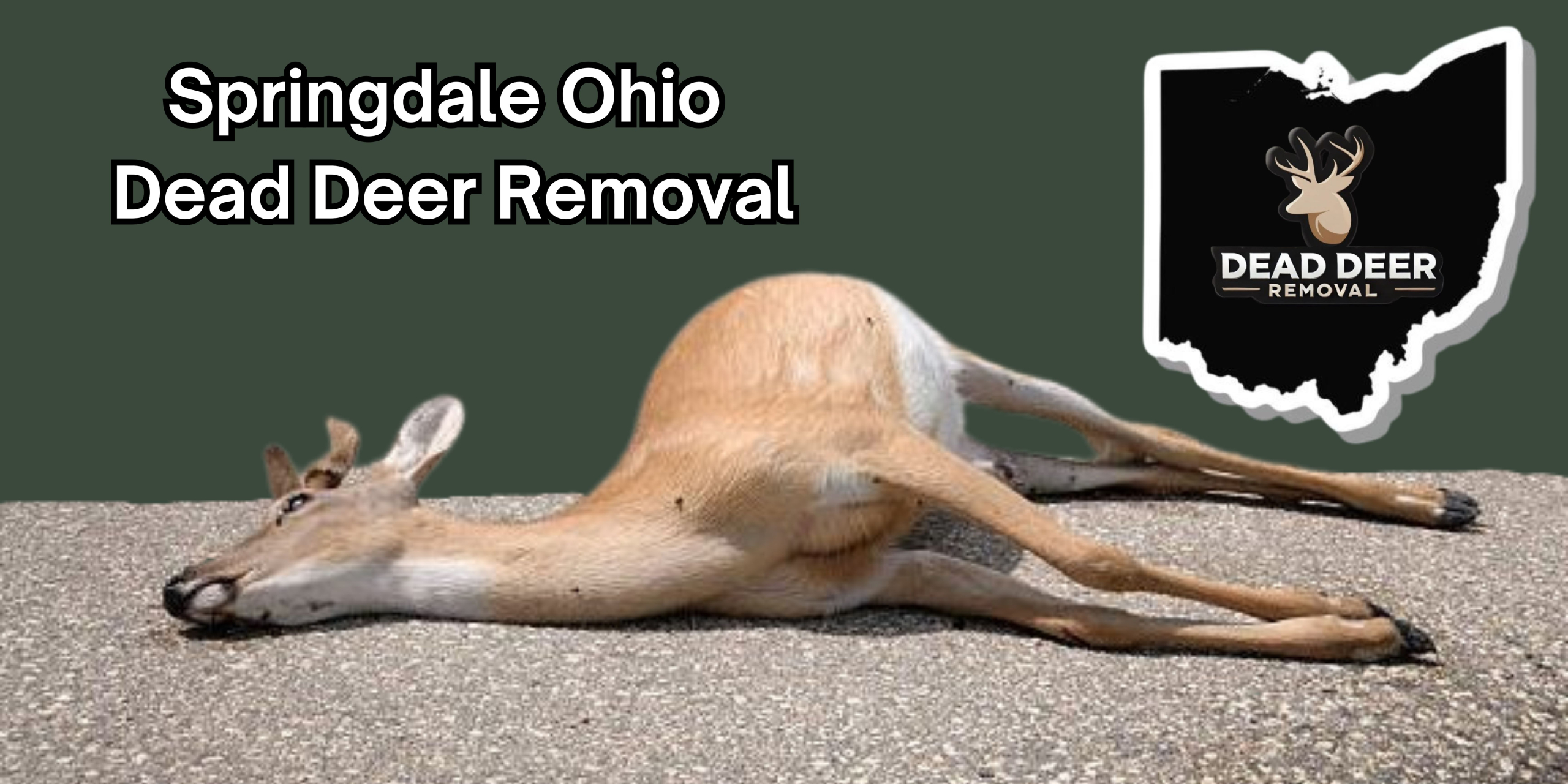 Springdale Ohio dead deer removal An image of a dead deer on the grond in Springdale ohio with a logo of dead deer removal